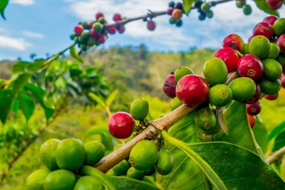 Giá cà phê hôm nay 8/4: Lo ngại thiếu nguồn cung thúc đẩy thị trường tăng