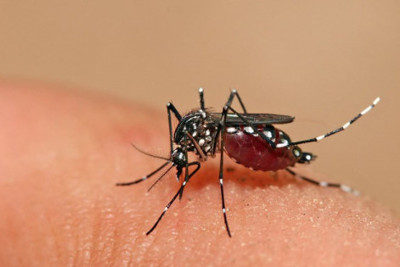 Cách giảm ngứa và sưng khi bị muỗi đốt hiệu quả nhất