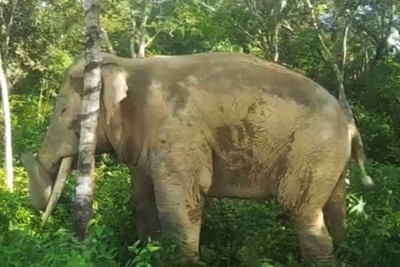 Đồng Nai: Người đàn ông xua đuổi voi rừng bị voi quật thương
