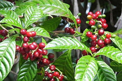 Giá cà phê hôm nay 9/4: Robusta tăng gần 100 USD, trong nước đạt 50.000 đồng/kg