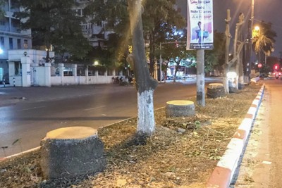 Thực hư việc đốn hạ hàng loạt cây xanh trên đường Kim Đồng?