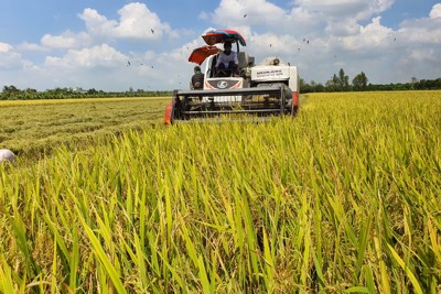 Tái cấu trúc ngành hàng lúa gạo, nâng cao vị thế cho nông dân ĐBSCL