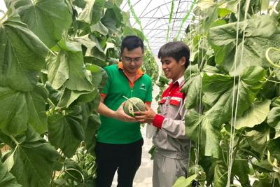 Vì sao Hà Nội chưa hình thành được vùng nông nghiệp ứng dụng công nghệ cao?