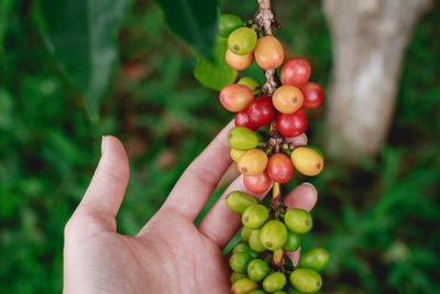 Giá cà phê hôm nay 11/4: Arabica điều chỉnh nhẹ sau tuần tăng giá tốt