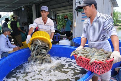 Nâng tầm chuỗi giá trị ngành tôm Việt Nam