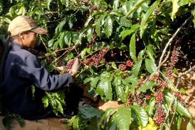 Giá cà phê hôm nay 12/4: Robusta bất ngờ tăng mạnh, đâu là nguyên nhân?