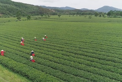 Hà Tĩnh: Nâng cao chất lượng sản phẩm chè búp, hướng tới thị trường EU