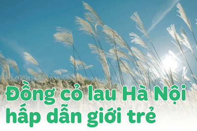 Những đồng cỏ lau đẹp nhất Hà Nội 