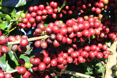 Giá cà phê hôm nay 20/4: Robusta tiếp tục tăng, nguồn cung trong dân đã cạn