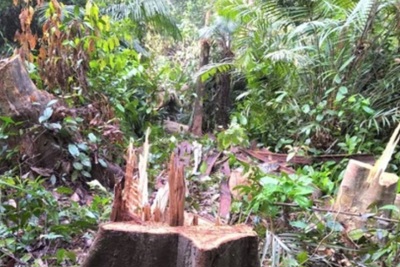 Hà Tĩnh: Phát hiện đối tượng chặt phá rừng tự nhiên trái phép