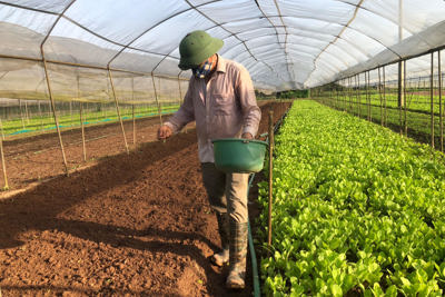Hà Nội: Tái cơ cấu nông nghiệp hiệu quả, bền vững