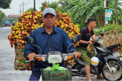 Hải Dương: Dự tính sản lượng vải Thanh Hà đạt khoảng 40 nghìn tấn