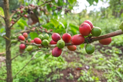 Giá cà phê hôm nay 26/4: Lo ngại nguồn cung các nước giảm, Robusta "lên ngôi"