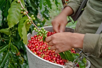 Giá cà phê hôm nay 27/4: Arabica tăng, Robusta không giữ được đỉnh cao 12 năm