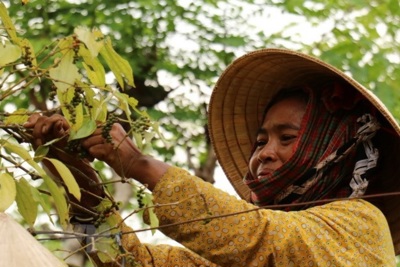 Giá tiêu hôm nay 28/4: Tăng ngày thứ 4 liên tiếp trước kỳ nghỉ lễ