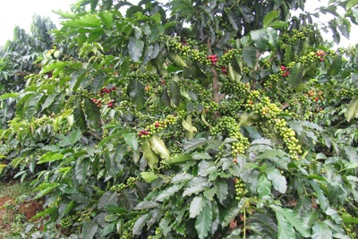 Giá cà phê hôm nay 29/4: Robusta tăng trở lại, trong nước cao nhất 51.500 đồng/kg