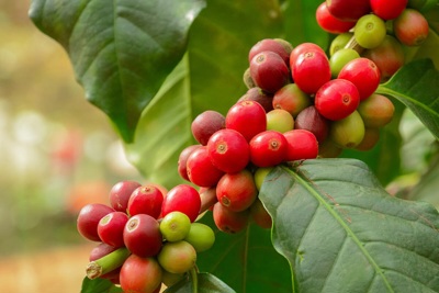 Giá cà phê hôm nay 1/5: Tháng 4 rực rỡ, Robusta tăng hơn 200 USD