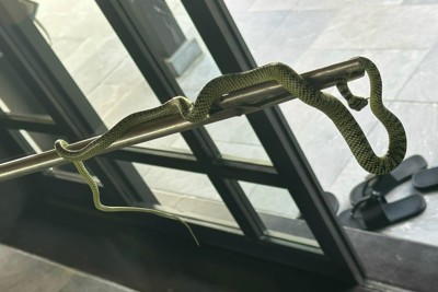Du khách phát hiện rắn trong phòng resort 5 sao ở Quảng Nam