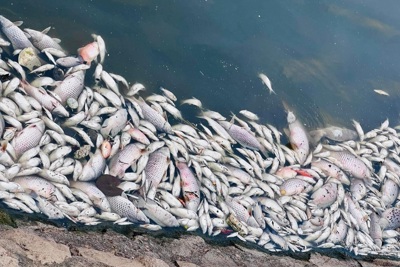 Hà Tĩnh: Sốc nhiệt, cá chết hàng loạt ở hồ Bồng Sơn