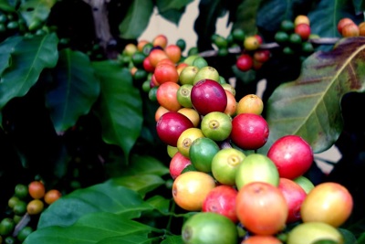 Giá cà phê hôm nay 9/5: Robusta rộng cửa tăng khi dự báo sản lượng giảm