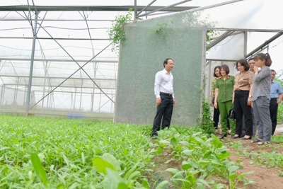 Nhiều hạn chế trong công tác bảo đảm an toàn thực phẩm tại huyện Thường Tín