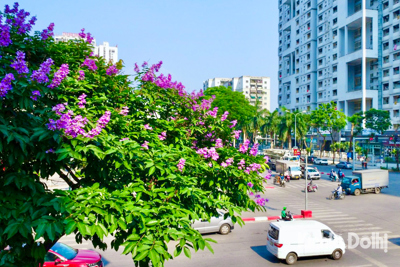 Bằng lăng tím bung hoa khoe sắc khắp phố phường Hà Nội