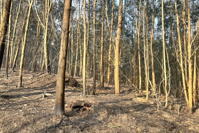 Quảng Trị: Một ngày, xảy ra 2 vụ cháy rừng