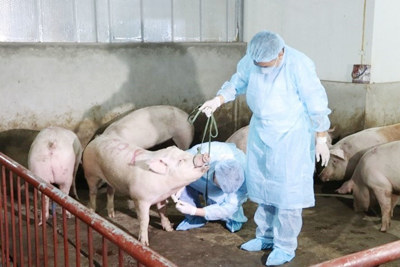 Bạc Liêu: Lợi dụng dịch tả lợn Châu phi trục lợi hơn 500 triệu đồng