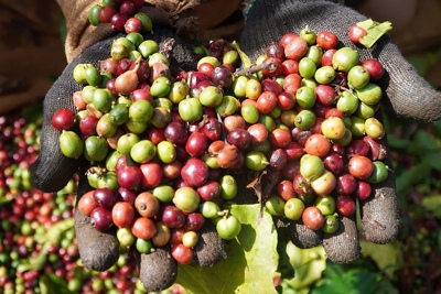 Giá cà phê hôm nay 18/5: Robusta tăng rất mạnh, trong nước gần 58.000 đồng/kg