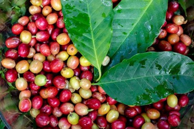 Giá cà phê hôm nay 19/5: Đến lượt Arabica tăng, trong nước gần 58.000 đồng/kg