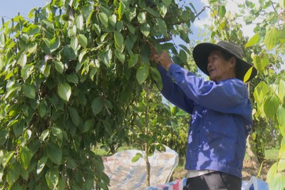 Giá tiêu hôm nay 20/5: Nhu cầu mua tăng tại Trung Quốc, Trung Đông và Mỹ