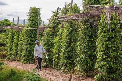 Giá tiêu hôm nay 21/5: Giá tiêu cùng tăng tại Indonesia và Sri Lanka