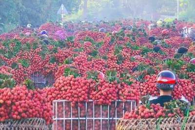 Bảo hộ nhãn hiệu: Chìa khóa đưa hàng Việt vào chuỗi giá trị toàn cầu 