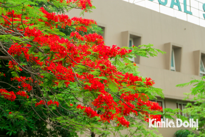Rực rỡ sắc đỏ hoa phượng tháng 5 trên các con phố Thủ đô