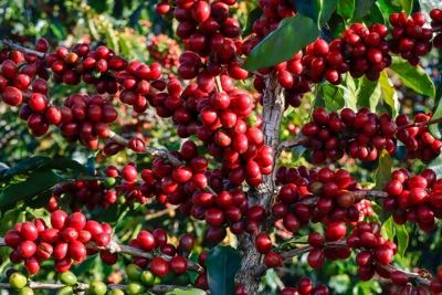 Giá cà phê hôm nay 27/5: Robusta tăng trở lại, trong nước thêm 300 đồng/kg