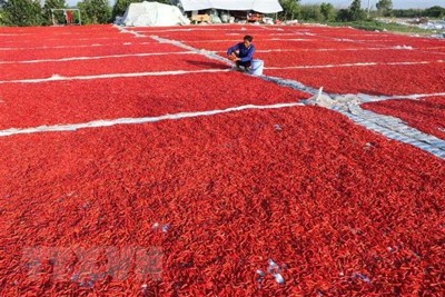 Truy xuất lô hàng ớt xuất khẩu sang Hàn Quốc vi phạm an toàn thực phẩm