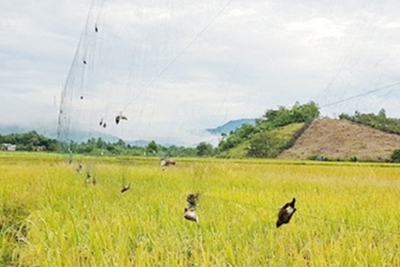 Tăng cường giải pháp ngăn chặn tình trạng săn bắt trái phép chim yến