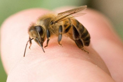 Bị ong đốt nên sơ cứu thế nào?
