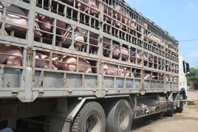 Xử lý nghiêm tình trạng buôn bán trái phép lợn qua biên giới vào Việt Nam