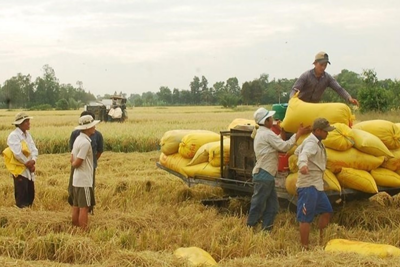 Giá lúa gạo hôm nay 24/8/2023: Giá gạo tăng nhưng giao dịch chậm