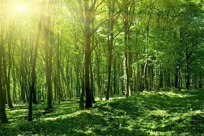 Duyệt Kế hoạch quốc gia triển khai Tuyên bố Glasgow về rừng và sử dụng đất