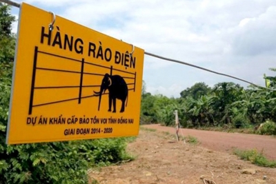 Chuyện bảo vệ voi ở Đồng Nai
