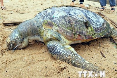 Bà Rịa-Vũng Tàu: Phát hiện xác rùa biển trôi dạt vào bãi biển