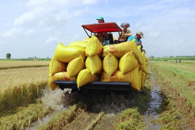 Giá lúa gạo hôm nay 5/9/2023: Giá gạo đi ngang, giá lúa sôi động  trở lại