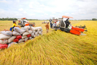 Giá lúa gạo hôm nay 15/9/2023: Gạo nội địa và xuất khẩu cùng giảm