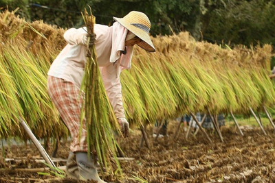 Giá lúa gạo hôm nay ngày 17/9/2023: Xu hướng tăng nhẹ 