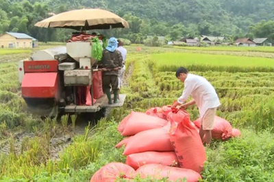 Giá lúa gạo hôm nay ngày 18/9/2023: Duy trì ổn định