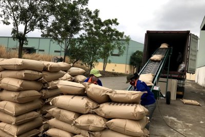 Cà phê Việt Nam hết hàng xuất khẩu dù giá lên cao kỷ lục