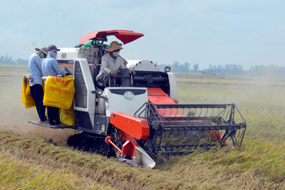 Giá lúa gạo hôm nay 21/9/2023: Giá lúa ổn định, giá gạo giảm nhẹ 