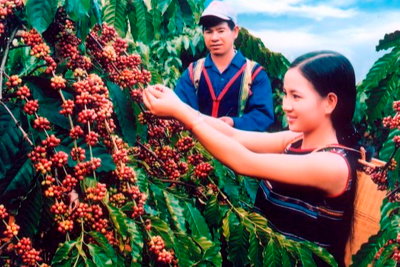 Thủ tướng chỉ đạo về phát triển ngành cà phê và ngành tôm